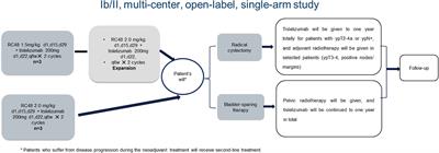 RC48-ADC combined with tislelizumab as neoadjuvant treatment in patients with HER2-positive locally advanced muscle-invasive urothelial bladder cancer: a multi-center phase Ib/II study (HOPE-03)